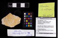 Foto (Objekt + Etikett) von Pithonoton cf. rusticum (Patrulius, 1966)  (NHMW-GEO-2017-0089-0032)